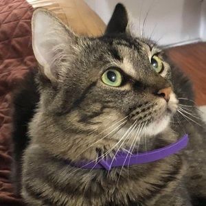 Meet your Posher, Licca